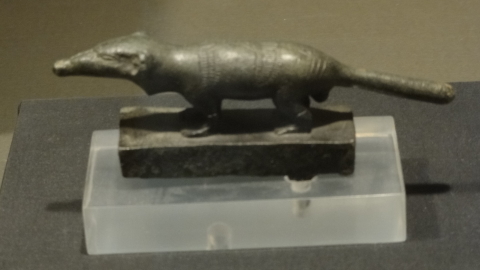 Egyptian mongoose