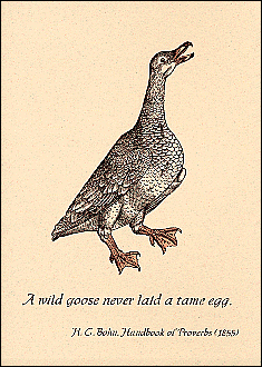 Wild goose